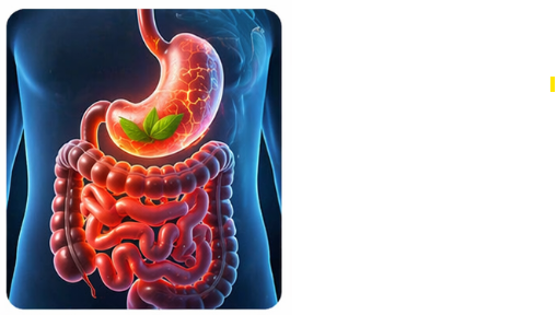 अन्नवाहस्रोतस (Gastroenterology)